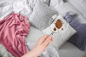 Pest Inspection | destroy Pest Management